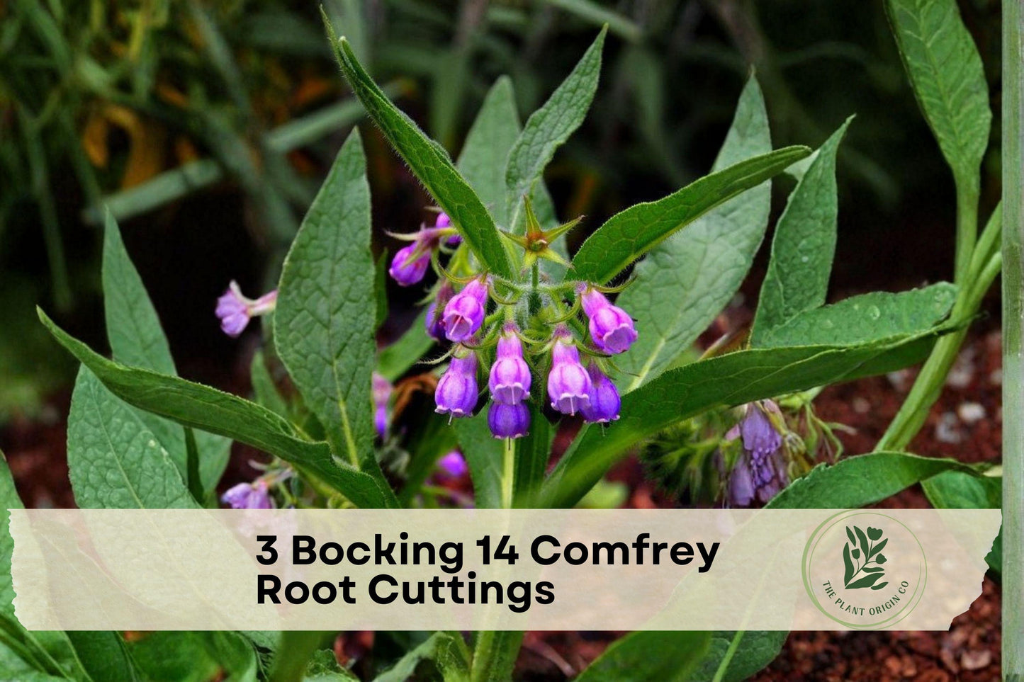 3 Bocking 14 Comfrey Root Cuttings – Perennial Herb, Symphytum × uplandicum, Purple Flowers, Garden Bed Plant