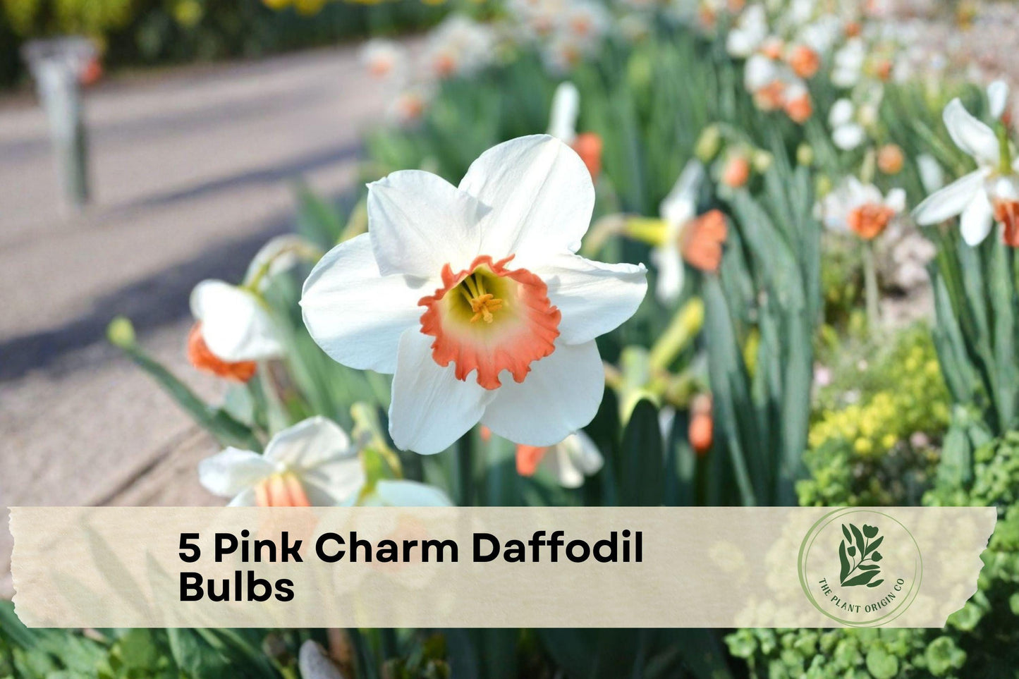 Pink Charm Daffodil Bulbs, Narcissus Pink Charm, Spring Flowering Perennial, White Petals with Pink Center, 5 Bulbs