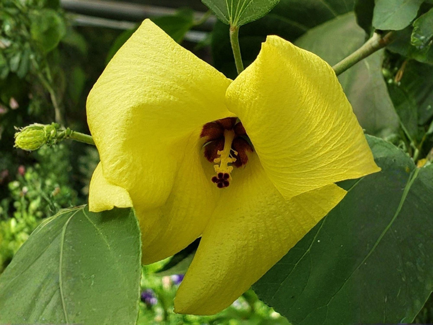 Hardy Yellow Rose of Sharon Seeds – Hibiscus hamabo Heirloom Non-GMO Flower Seeds for Garden, Borders, and Pollinator Gardens