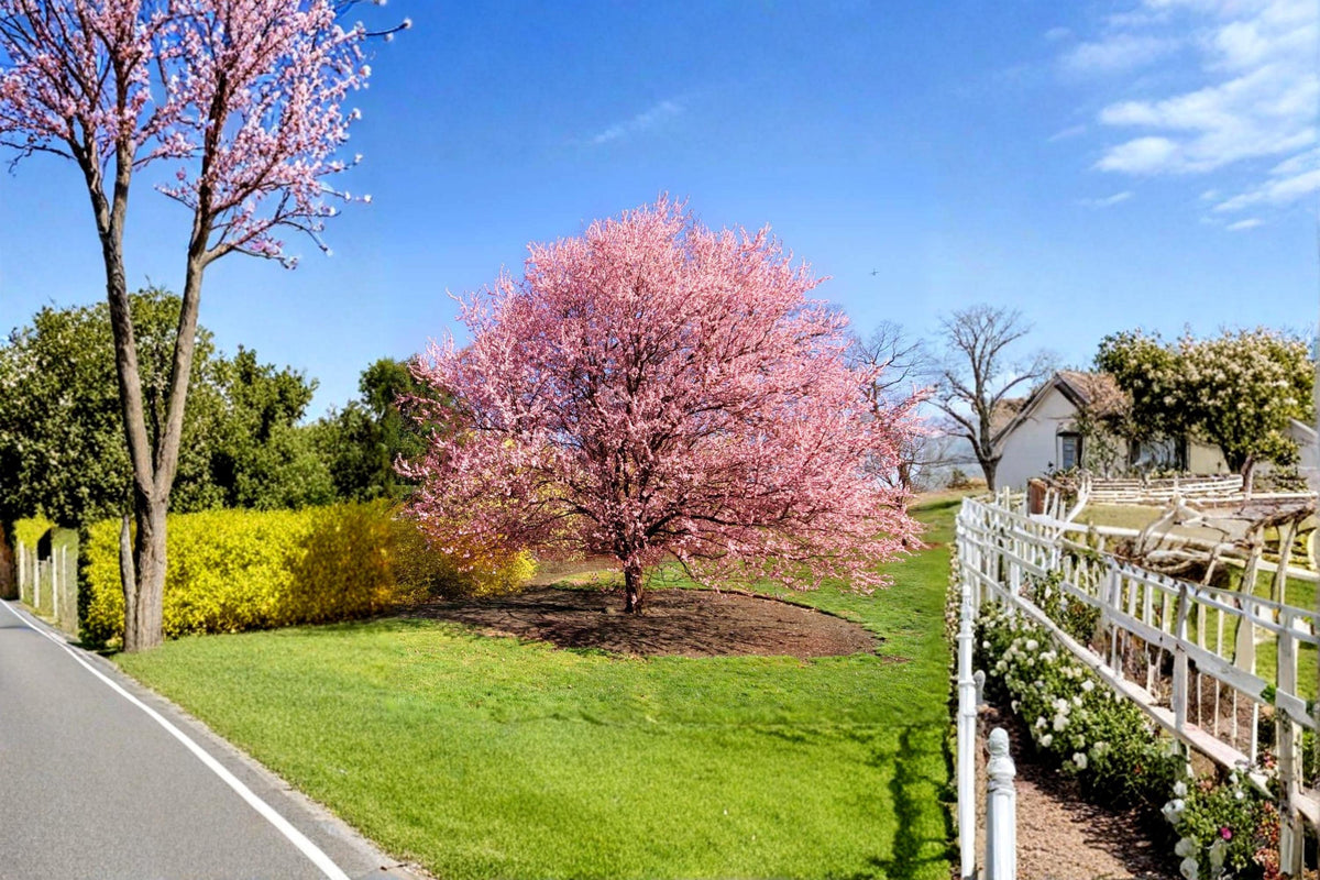 Kwanzan Japanese Cherry Tree 1-2 ft Tall Pink Flowering Prunus serrulata ‘Kwanzan’