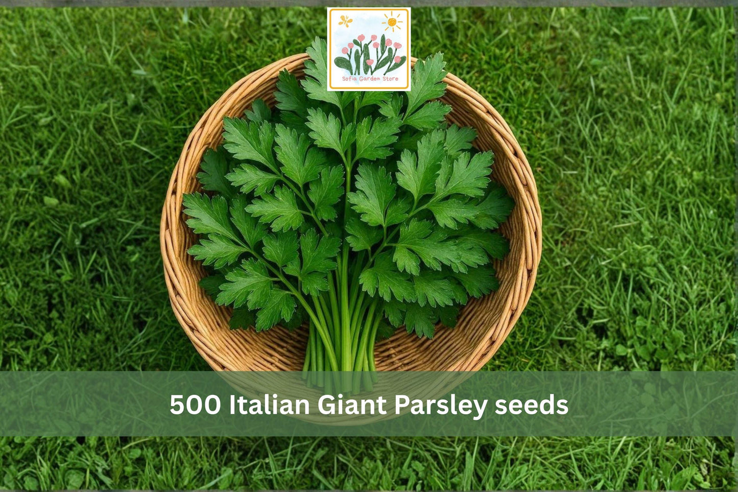 Italian Giant Parsley Seeds 500pcs – Flat Leaf Culinary Herb, Dark Green, Petroselinum crispum, Grow Fresh Herbs