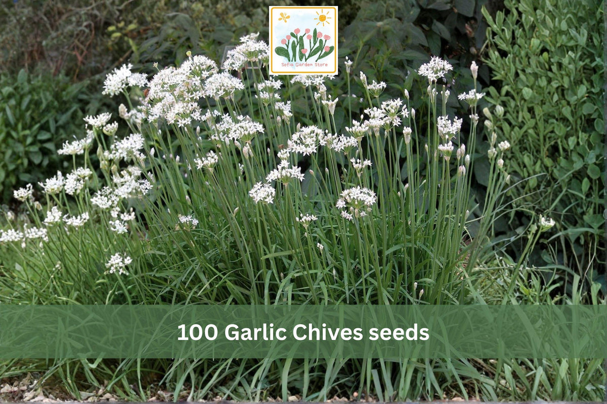 Garlic Chives Seeds 100pcs – Allium tuberosum Perennial Culinary Herb for Garden & Containers