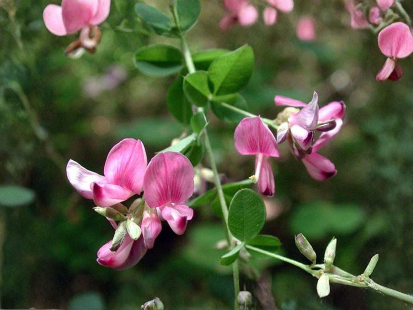 Korean Lespedeza Flower Seeds | Kummerowia Stipulacea | Pink to Purple Groundcover Plant | 100 Seeds for Garden & Natural Plantings