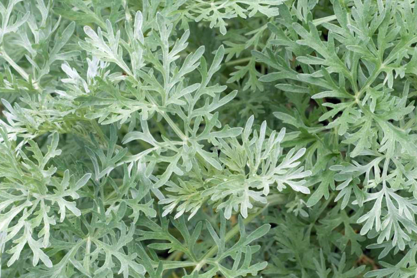 Absinthe Wormwood Seeds, Perennial Medicinal Herb with Silver Foliage, Artemisia absinthium