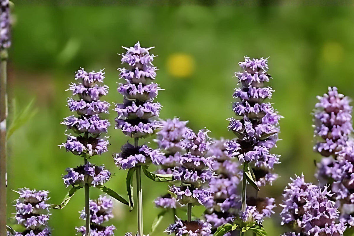 Downy Wood Mint Seeds (300) | Native Wildflower with Lavender Blooms | Blephilia ciliata for Pollinator Gardens