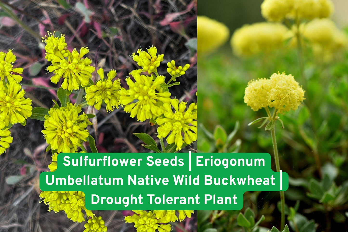 Sulfurflower Seeds | Eriogonum Umbellatum | Native Wild Buckwheat for Xeriscape, Rock Gardens & Pollinators