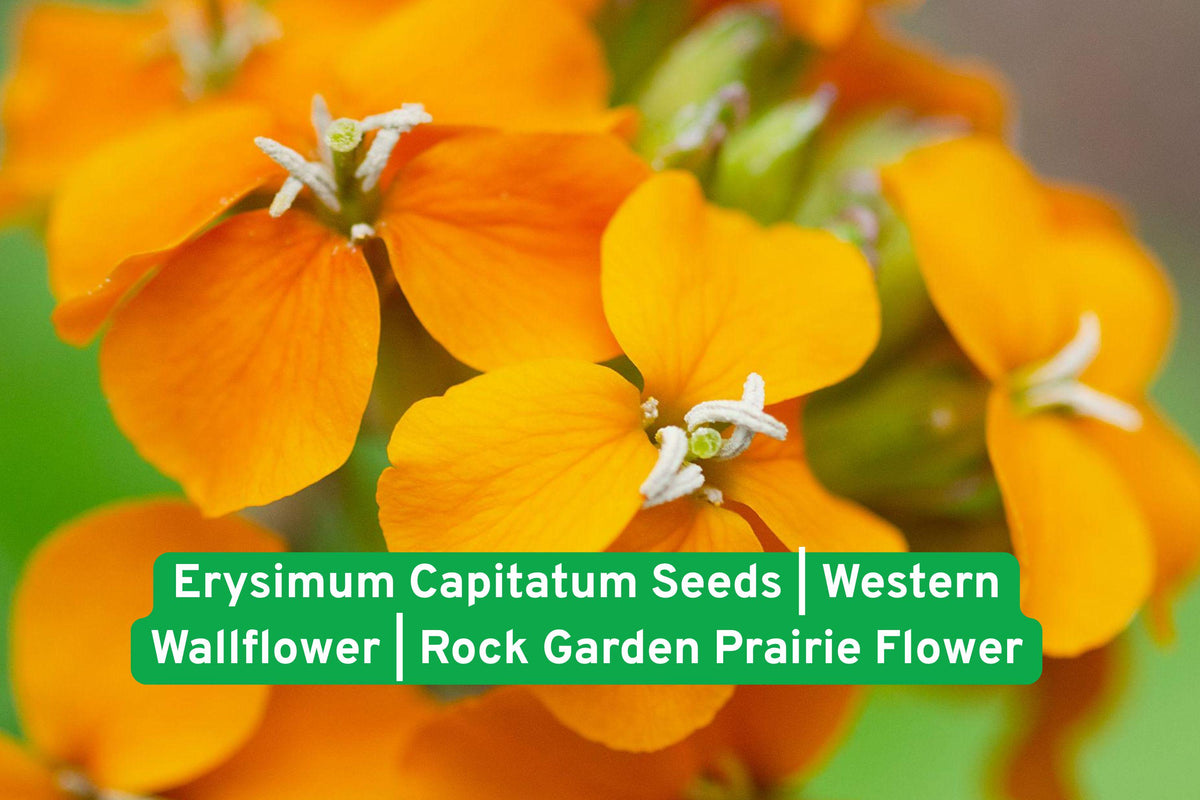 Erysimum Capitatum Seeds | Western Wallflower Wildflower for Rock Gardens & Prairie Landscapes | Drought-Tolerant Pollinator Plant