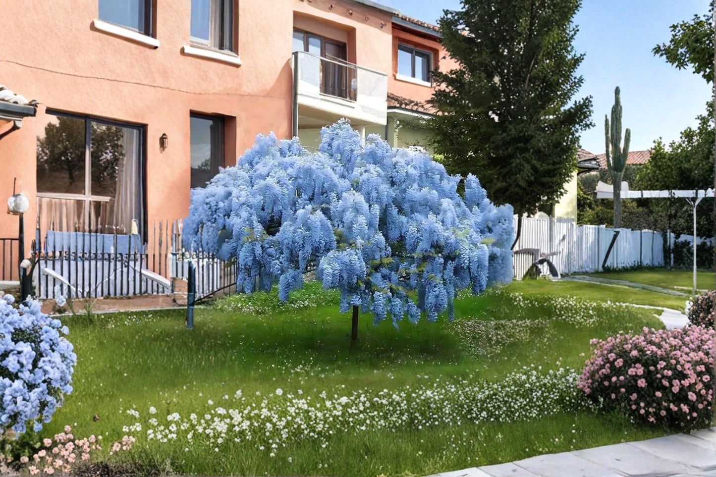 Blue Moon Wisteria Vine, 12-18" Climbing Plant, Blue to Violet Flowers, Wisteria spp.