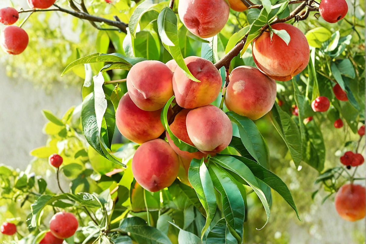 Contender Peach Tree Bare Root 2 ft Prunus persica Fruit Tree for Garden & Orchard