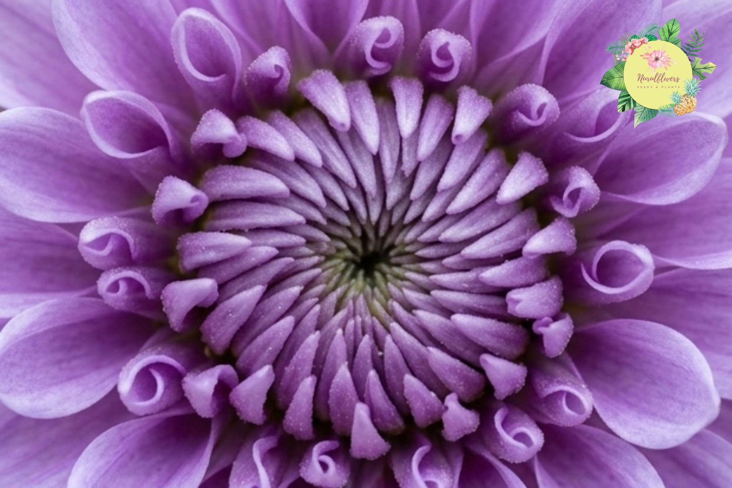 Faded Lilac Mum Chrysanthemum Seeds, 200+ Annual Flower Seeds for Borders, Cut Flowers, Garden Beds, Chrysanthemum morifolium