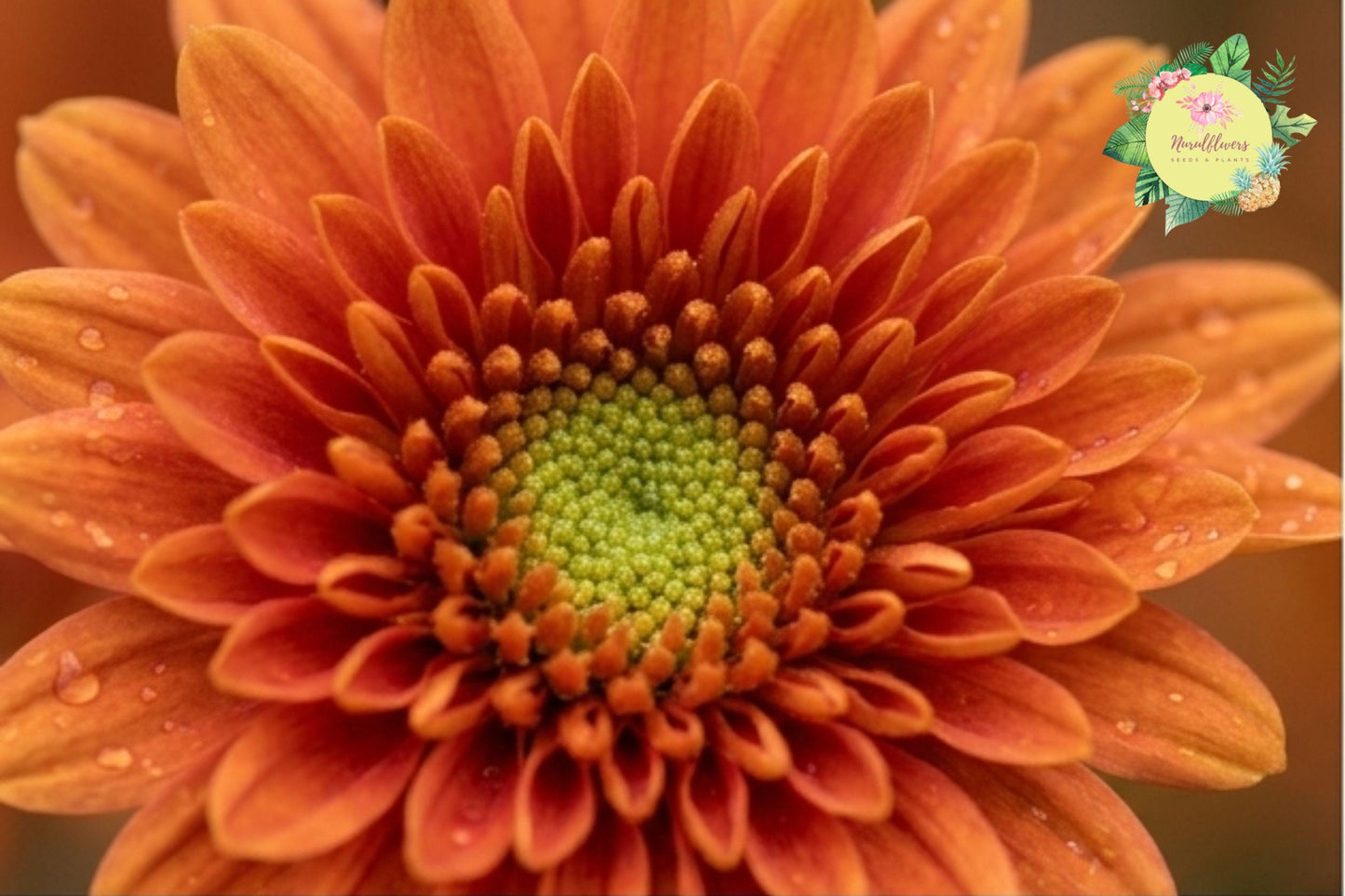 Golden Bouquet Mix Chrysanthemum Seeds – Vibrant Mum Flower Garden Blooms – Chrysanthemum morifolium