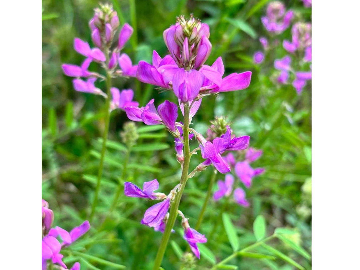 Orange Paintbrush Wildflower Seeds – Heirloom Non-GMO Hedysarum boreale Native Prairie Planting
