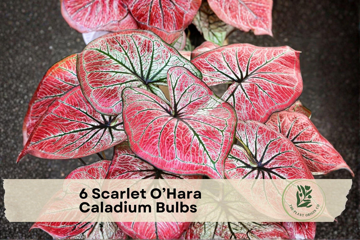 6 Scarlet O’Hara Caladium Bulbs – Red and White Fancy Foliage, Tropical Ornamental Tubers for Shade Gardens & Containers