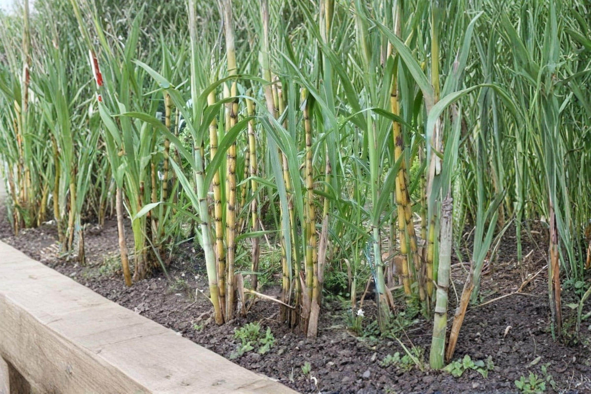 Sugarcane Rooted Cuttings 2" | Saccharum officinarum Tropical Live Plant for Gardens