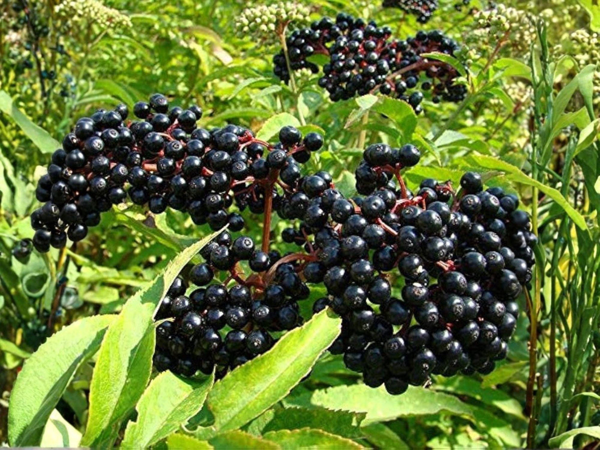 American Black Elderberry Seeds – Sambucus canadensis, Edible Berries, Wildlife Garden, Deciduous Shrub, 100 Seeds