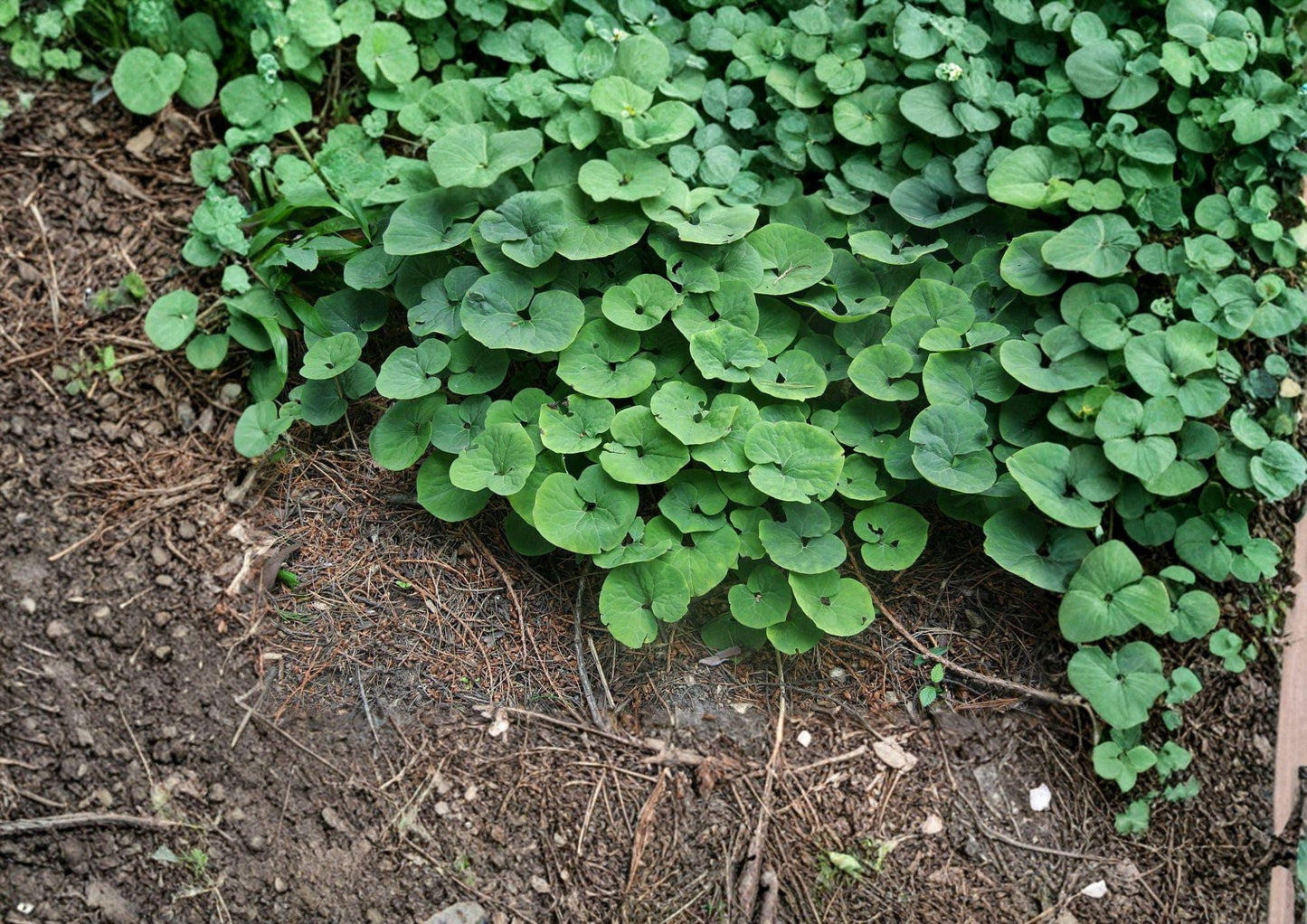 Wild Ginger Seeds – Native Heart-Shaped Leaf Groundcover for Shade Gardens – Asarum Canadense, Perennial Native Herb Seeds