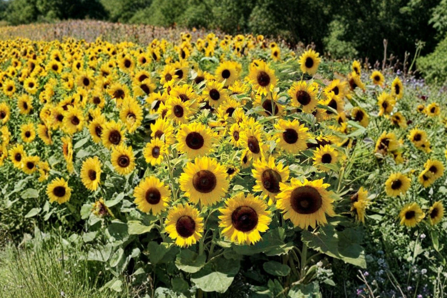 Dwarf Sunflower Seeds – Large Golden Blooms, Compact Annual, Sunspot Variety, Pollinator Friendly, 15 Seeds