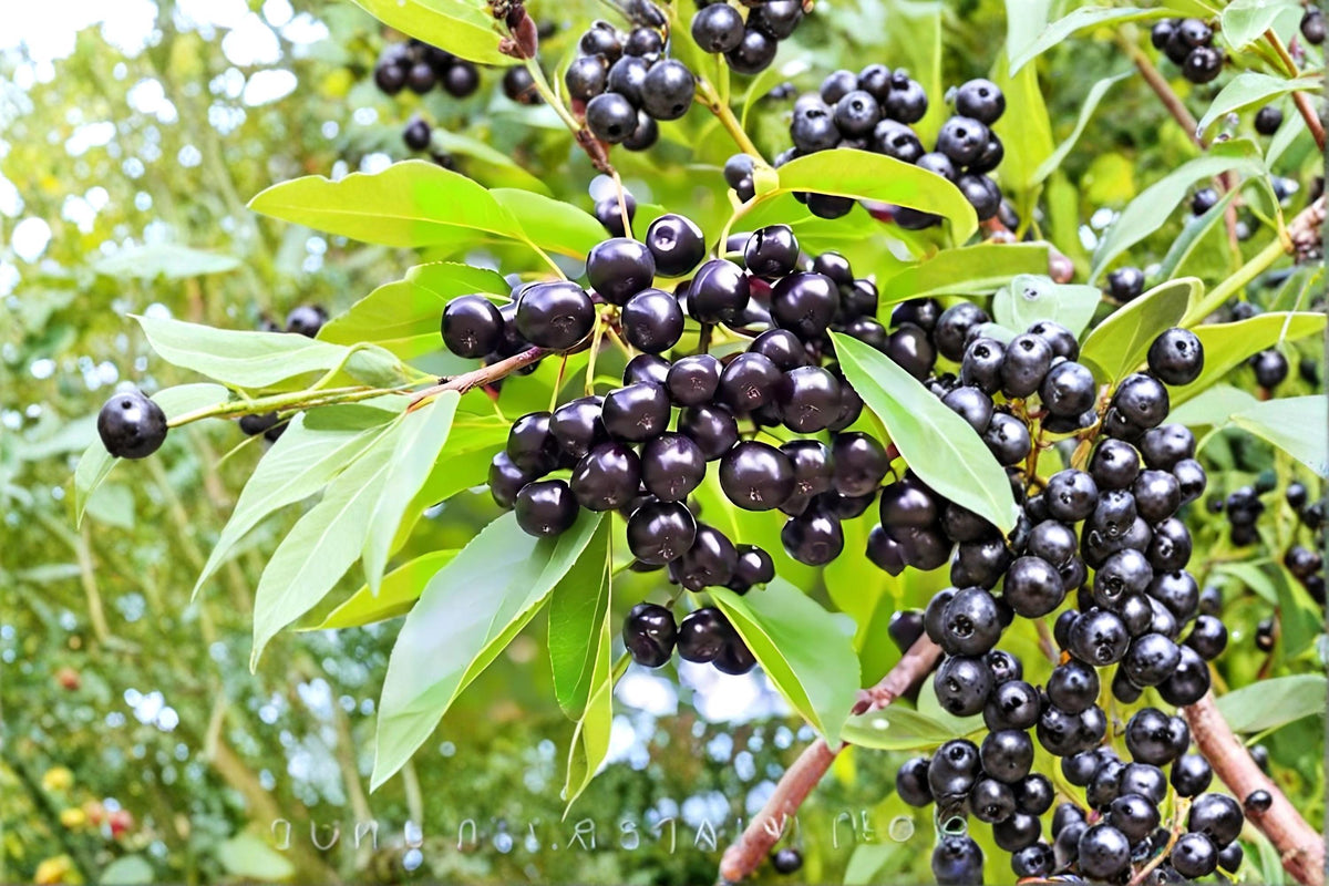 Wild Black Cherry Trees - 2 Live Prunus serotina Native Deciduous Trees for Landscaping