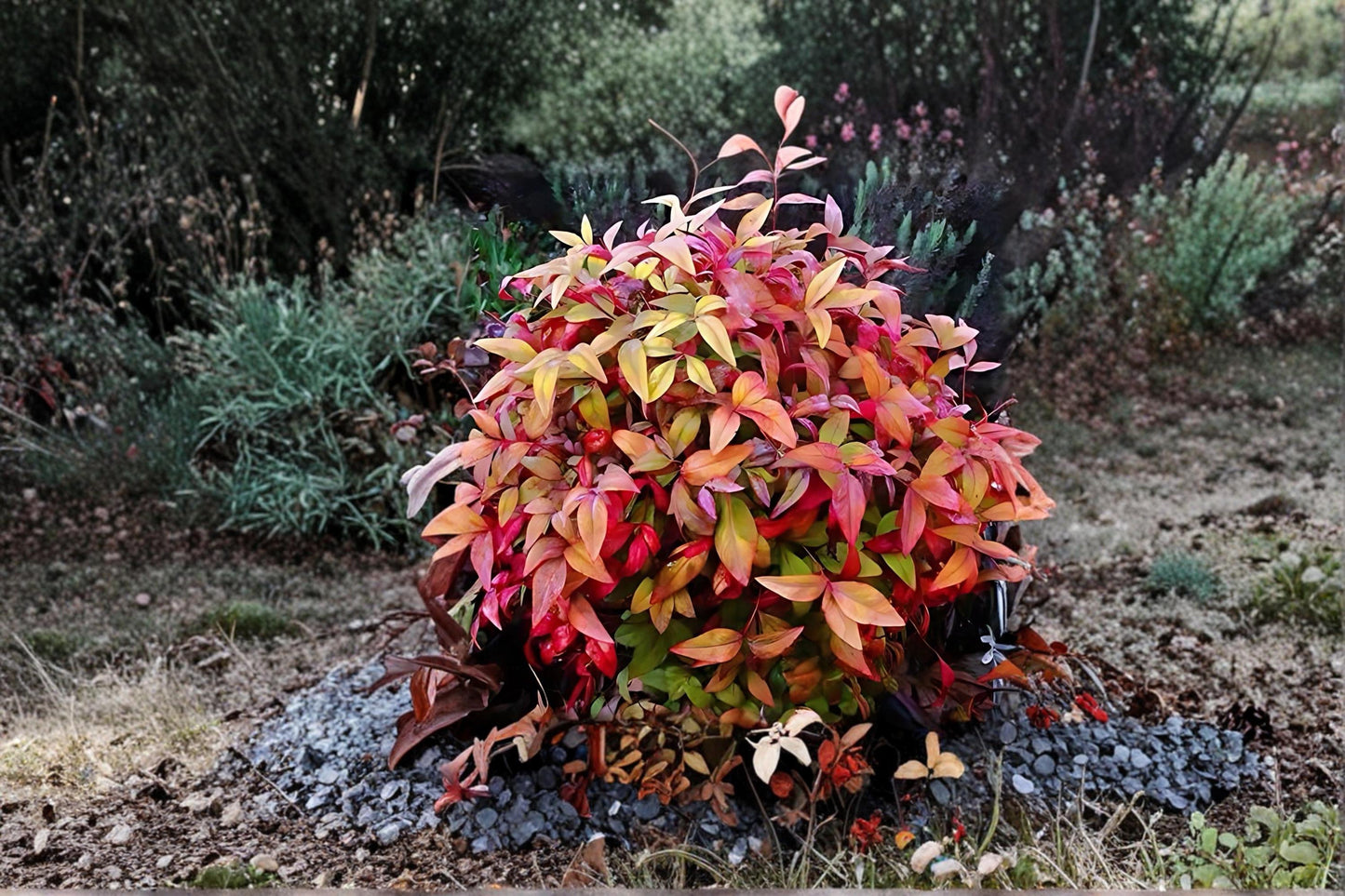 Nandina domestica Live Plants – Heavenly Bamboo Evergreen Shrub with Red Berries, Ornamental Landscape, 2 Pack