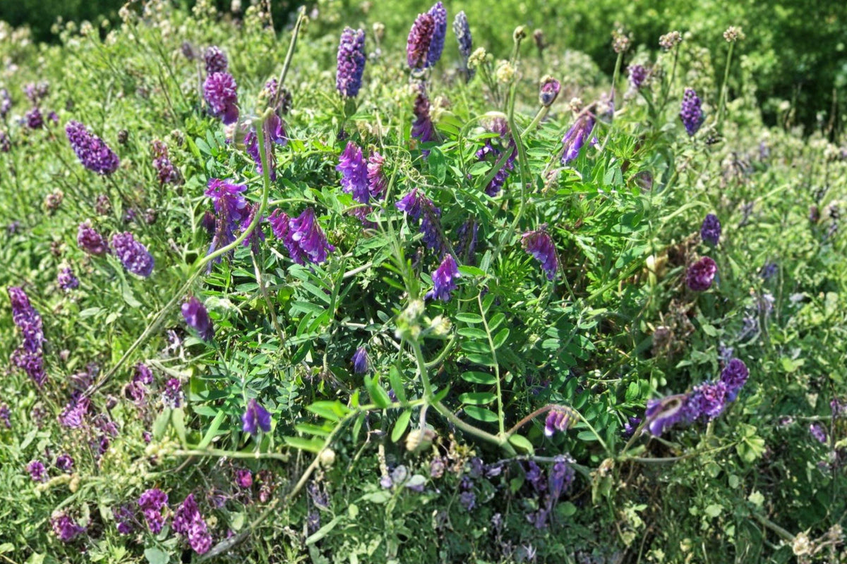Hairy Vetch Seeds – Purple Flowers, Nitrogen-Fixing Cover Crop, Soil Improvement, Vicia villosa, 100 Seeds