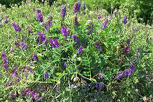 Hairy Vetch Seeds – Purple Flowers, Nitrogen-Fixing Cover Crop, Soil Improvement, Vicia villosa, 100 Seeds