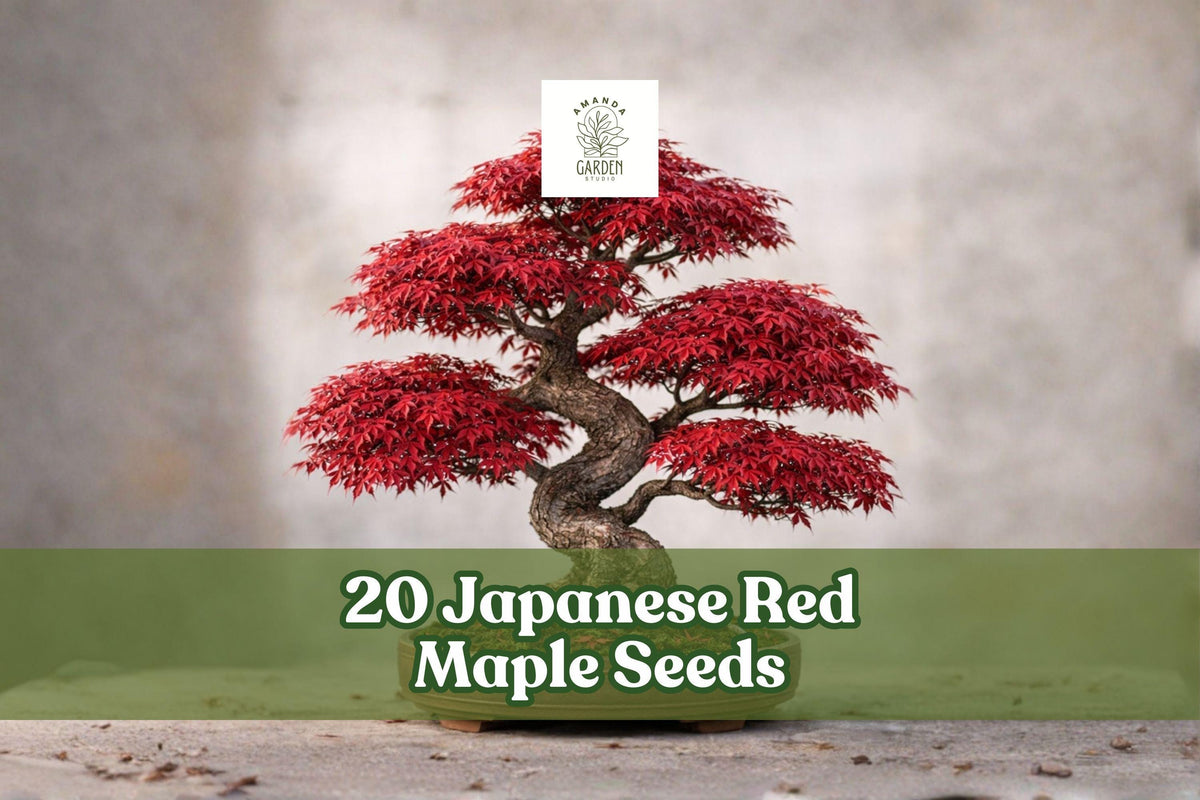 20 Japanese Red Maple Seeds Acer palmatum Ornamental Deciduous Tree with Red Foliage for Bonsai and Landscaping