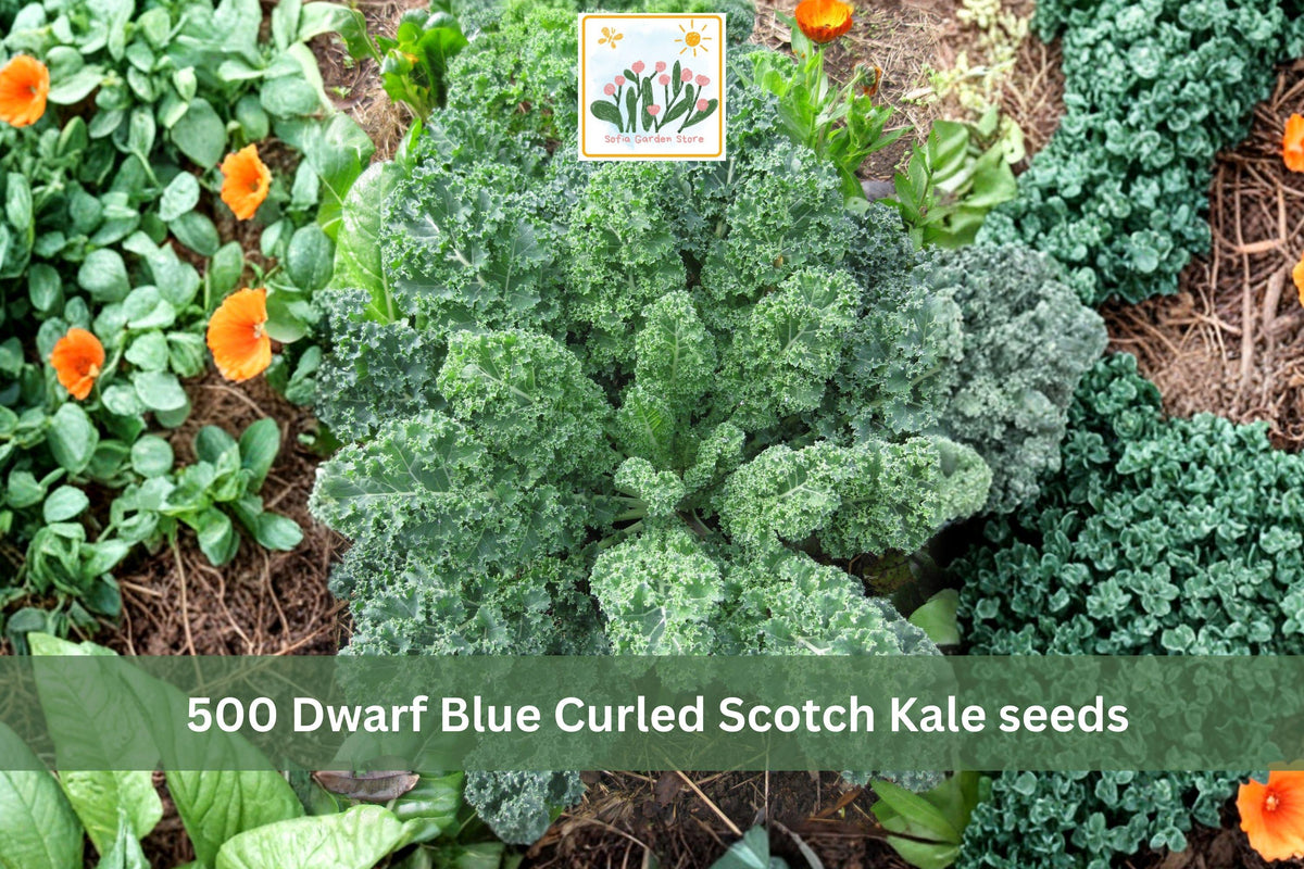 Dwarf Blue Curled Scotch Kale Seeds 500pcs, Heirloom, Cold-Tolerant, Curled Blue-Green Leaves, Brassica oleracea, Vegetable Seeds