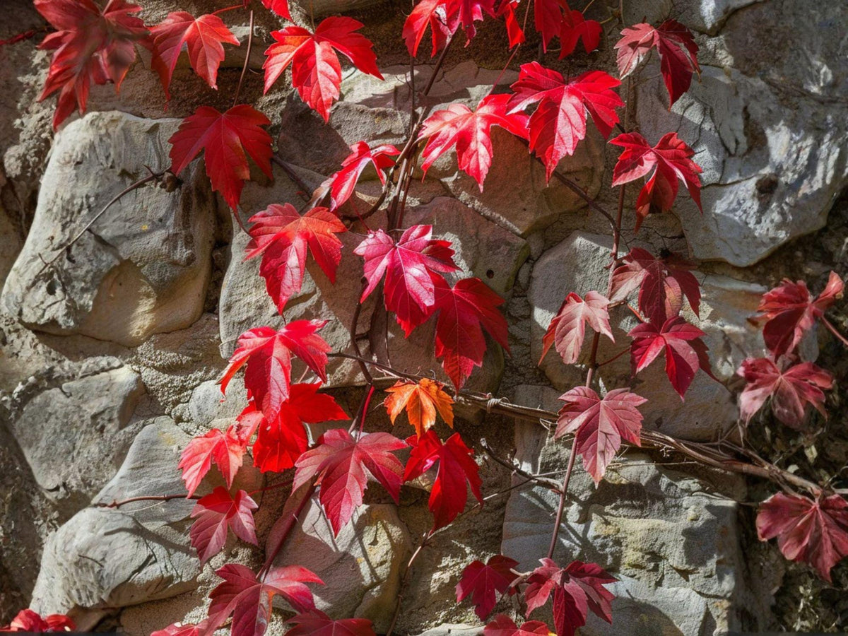 Virginia Creeper Seeds – Heirloom Non-GMO Climbing Vine for Gardens, Fences, Walls, Parthenocissus quinquefolia