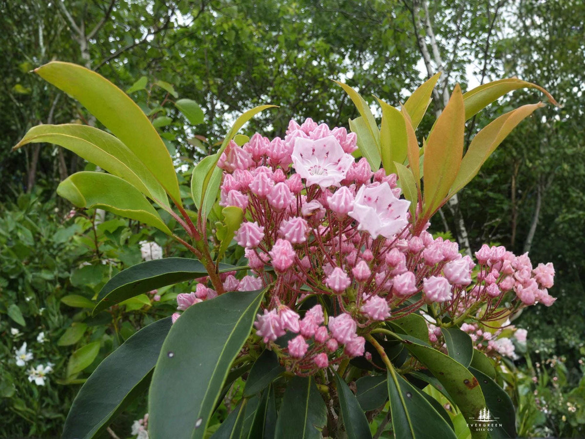 Mountain Laurel Seeds – Heirloom Non-GMO Kalmia latifolia for Woodland Gardens and Shade Landscapes