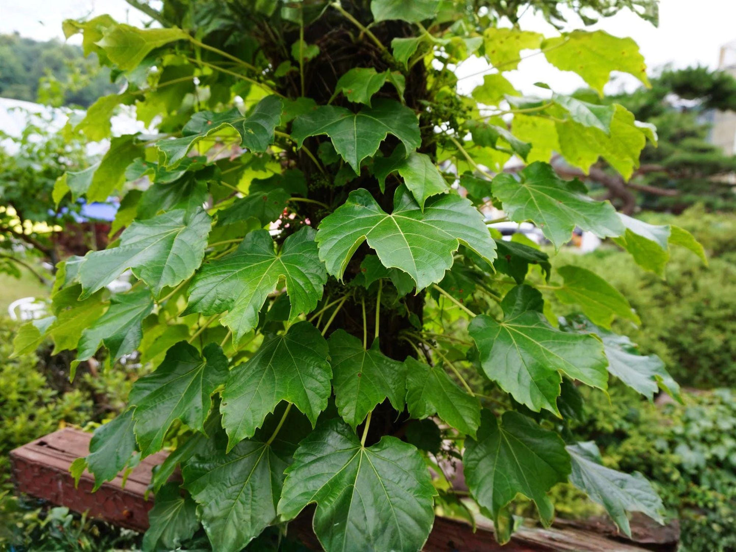 Boston Ivy Seeds – Heirloom Climbing Vine for Trellises, Fences & Walls – Parthenocissus tricuspidata, Non-GMO, Seasonal Foliage