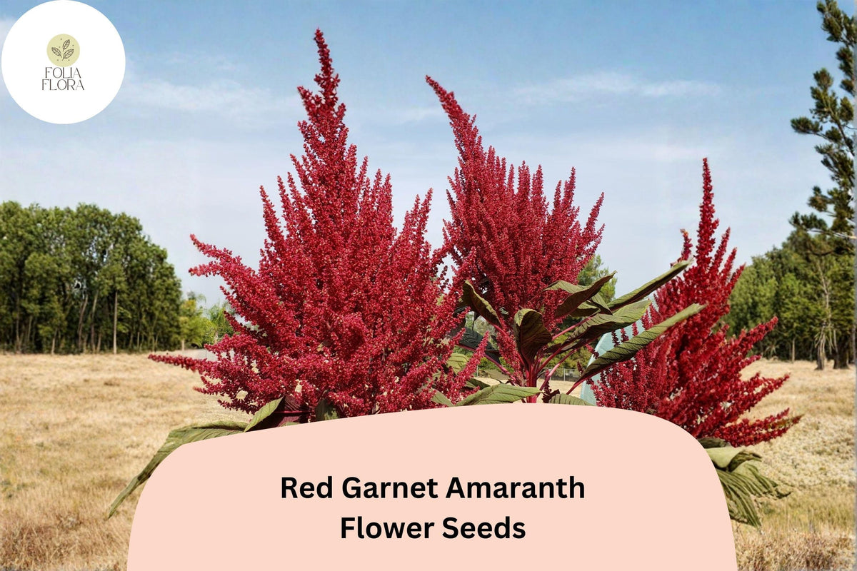 Red Garnet Amaranth Seeds – 100 Amaranthus tricolor Ornamental Foliage Annual for Beds, Borders, Containers