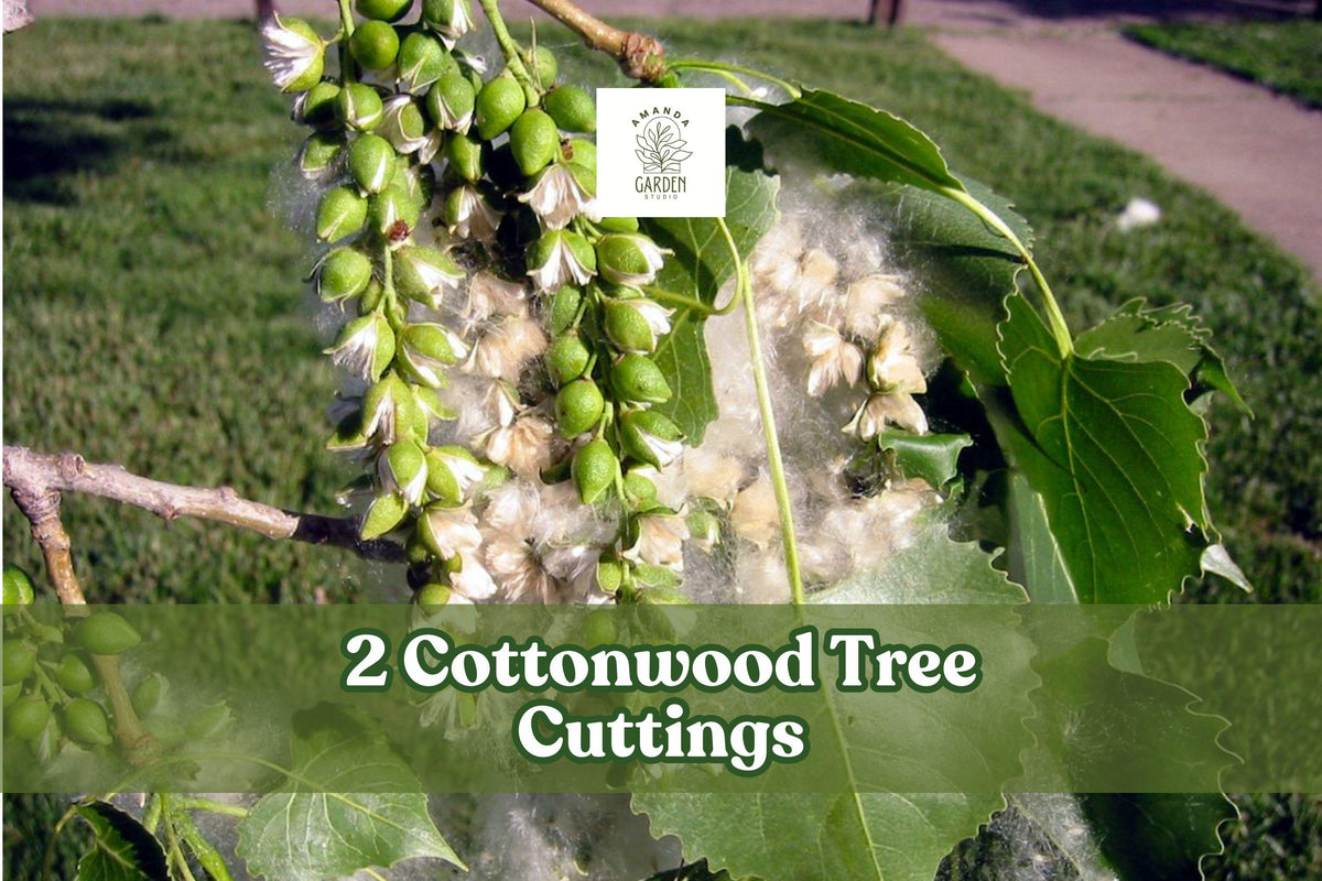 Cottonwood Tree Cuttings – Fast-Growing Shade Trees Populus deltoides, Deciduous Landscape Trees, 2 Pack