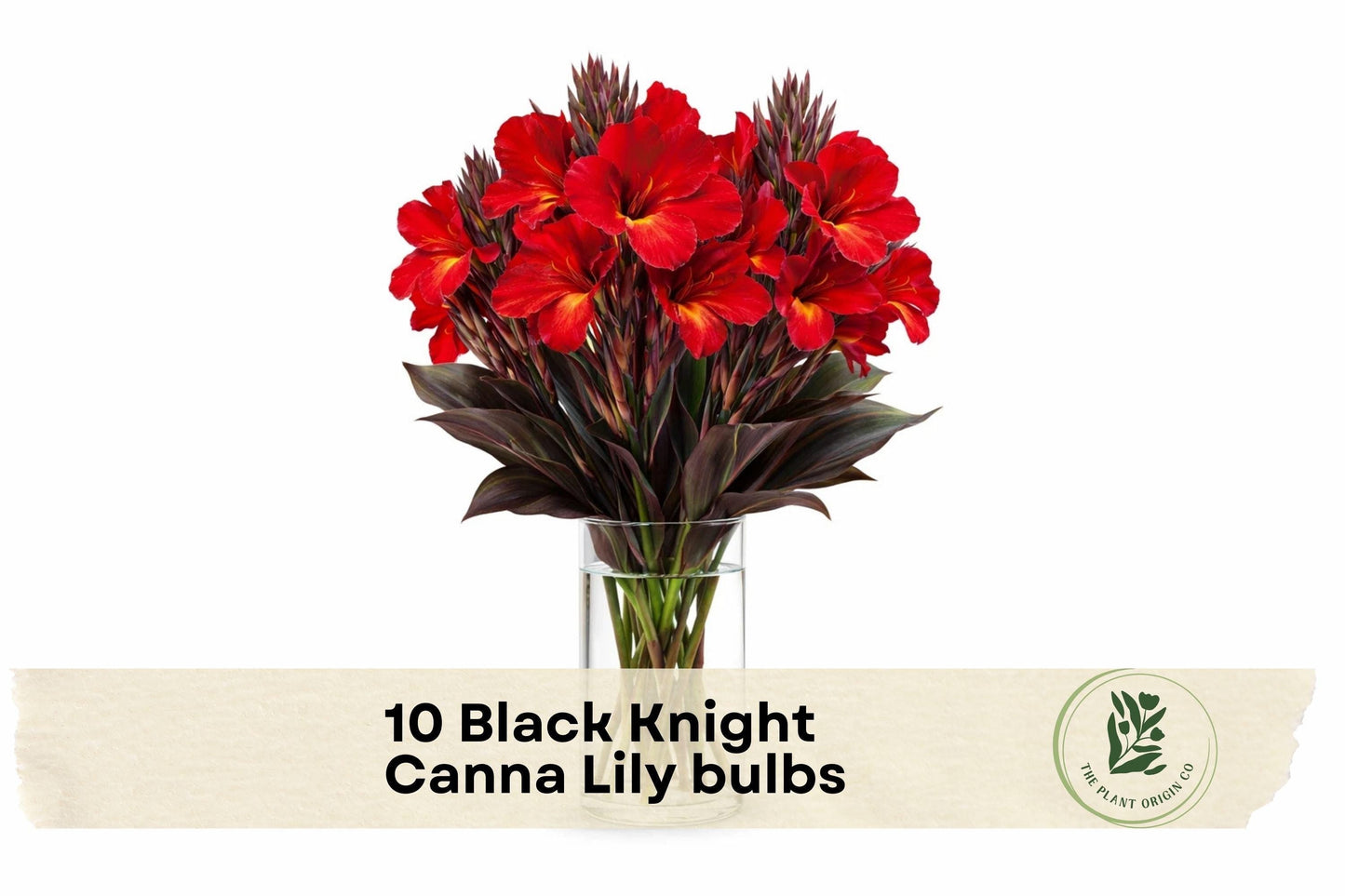 Black Knight Canna Lily Bulbs – 10 Premium Canna indica Tropical Flowering Perennials with Deep Red Blooms & Dark Foliage