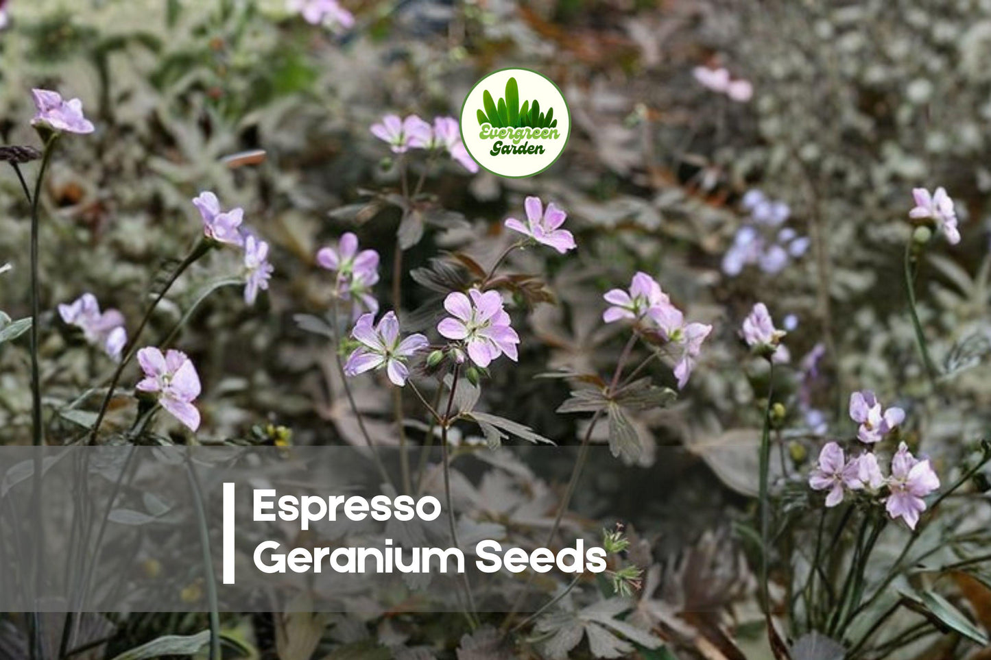 25+ Espresso Geranium Seeds - Deep Maroon Flowers, Compact Pelargonium spp., Garden Borders & Containers