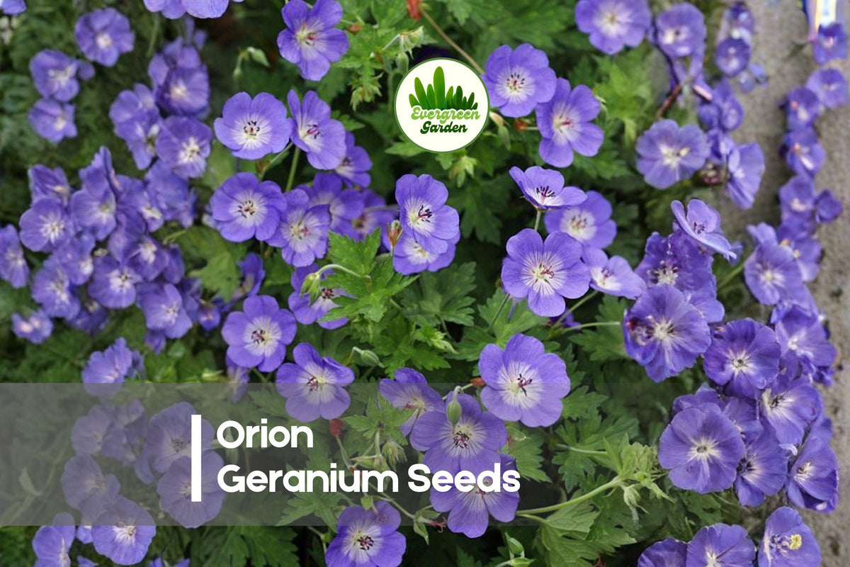 25 Orion Geranium Seeds - Hardy Perennial with Purple-Blue Blooms, Vigorous Growth, Suitable for Borders & Rock Gardens, Geranium spp.