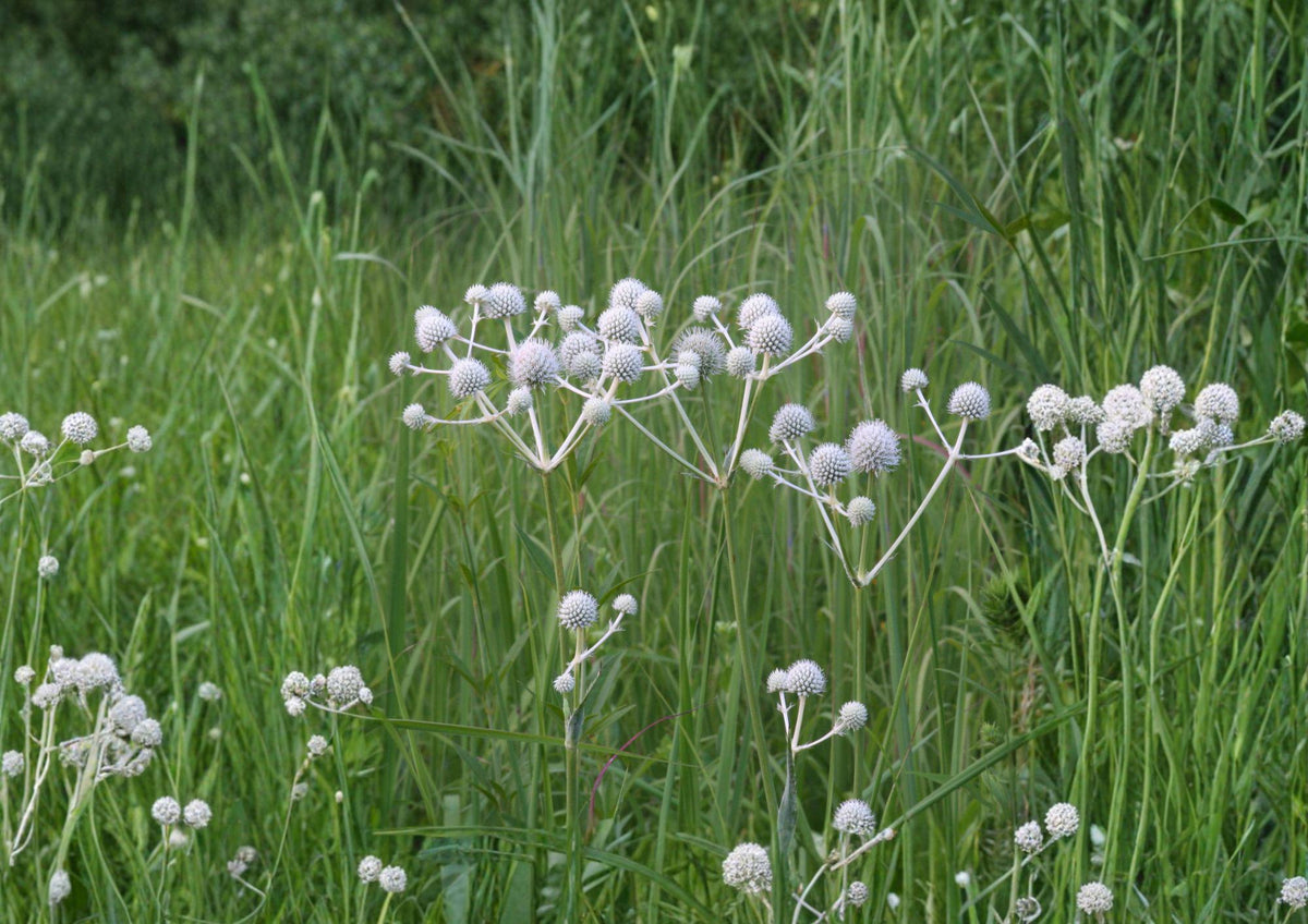 Eryngium Yuccifolium Seeds – Native Prairie Perennial with White Globe Blooms, Drought-Tolerant Pollinator Plant, 100 Seeds
