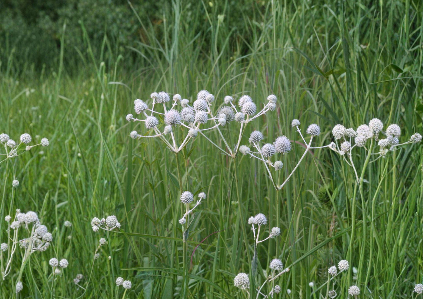 Eryngium Yuccifolium Seeds – 100 Native Prairie Flower Seeds, White Globe Blooms, Drought-Tolerant Perennial, Pollinator-Friendly Plant