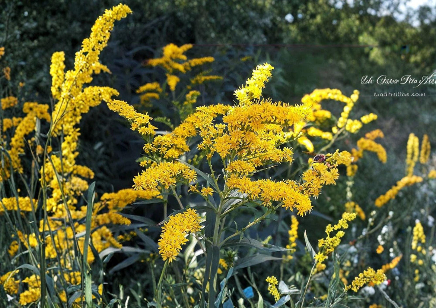 Old Field Goldenrod Seeds – 500 Native Wildflower Seeds for Yellow Fall Blooms, Grow Solidago Nemoralis, Prairie Perennial, Pollinator Friendly