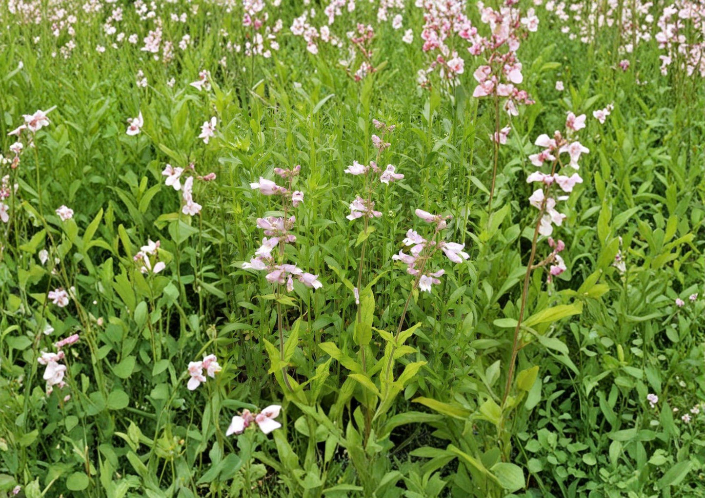 Canyon Beardtongue Seeds – Native Pink Tubular Wildflower Plant, Penstemon comarrhenus, 50 Seeds for Native Gardens & Pollinator Gardens