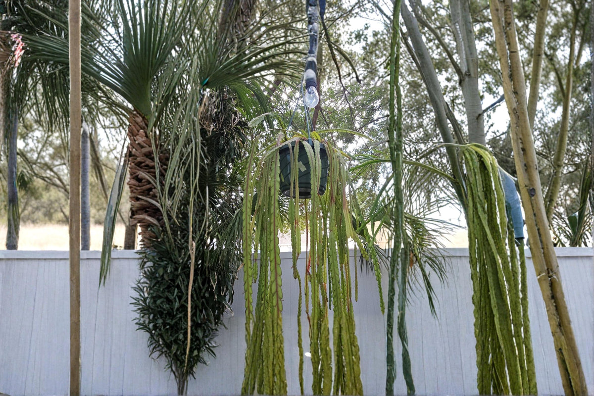 Lepismium cruciforme Epiphytic Cactus Cuttings – White Bloom, Trailing, Hanging Basket, Tropical Forest Plant