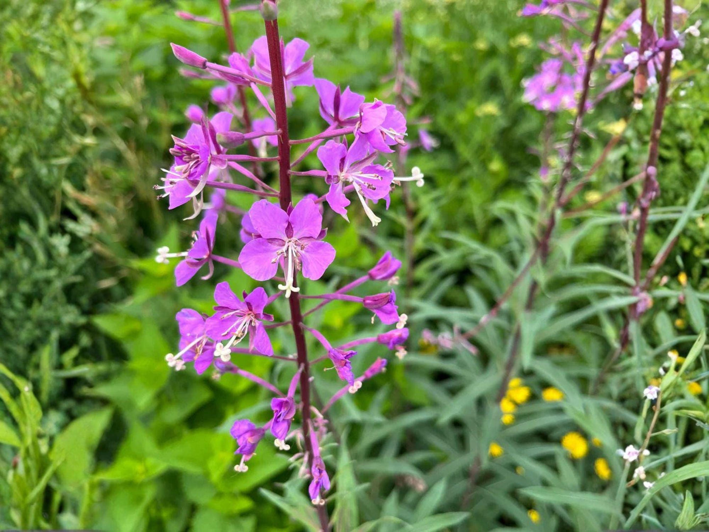 Fireweed Seeds – 500 Wildflower Seeds for Pollinator Gardens, Native Meadows, Chamaenerion angustifolium, Pink-Purple Blooms