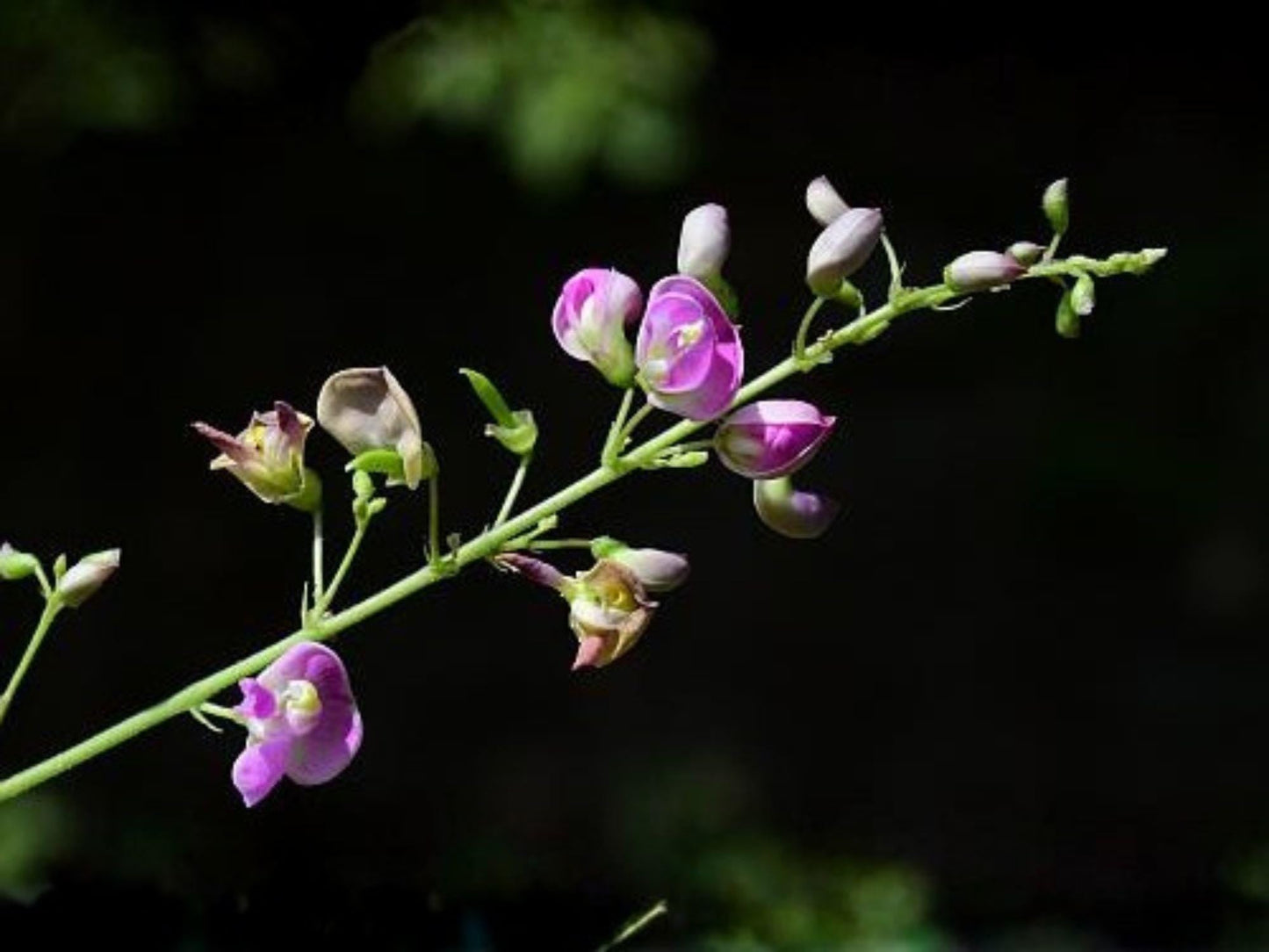 Wild Kidney Bean Seeds – 5 Phaseolus polystachios Native Climbing Vine Seeds for Woodland Gardens & Ecological Restoration