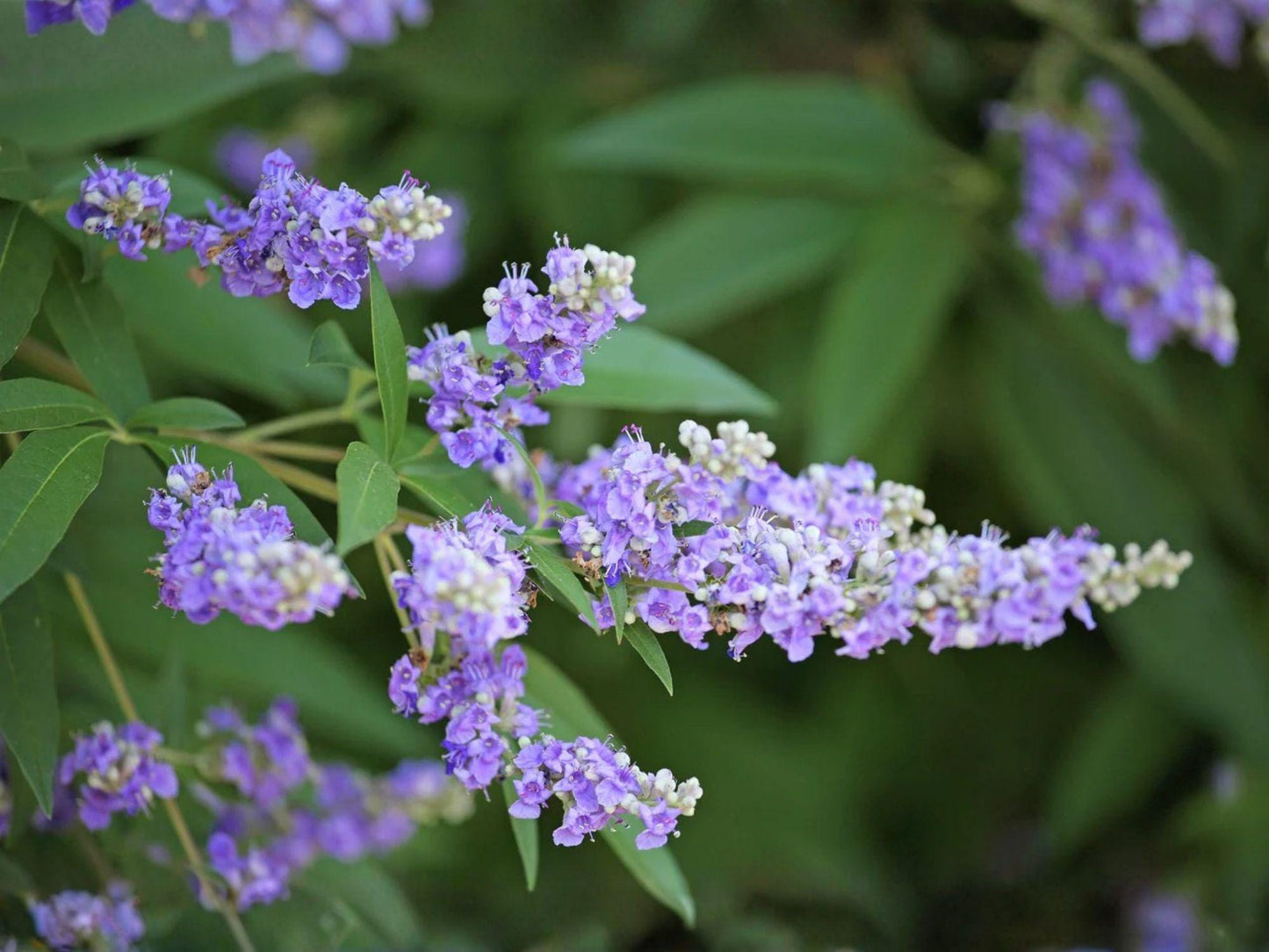 Chaste Tree Seeds – 10 Vitex agnus-castus Flowering Shrub Seeds for Pollinator Gardens, Drought-Tolerant, Lavender Blooms