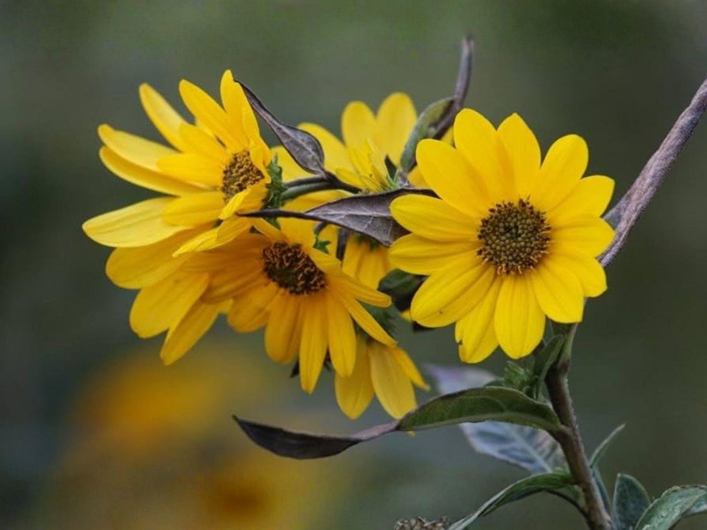Swamp Sunflower Seeds – Helianthus angustifolius Native Perennial for Pollinator Gardens, Rain Gardens, and Wildlife Habitats