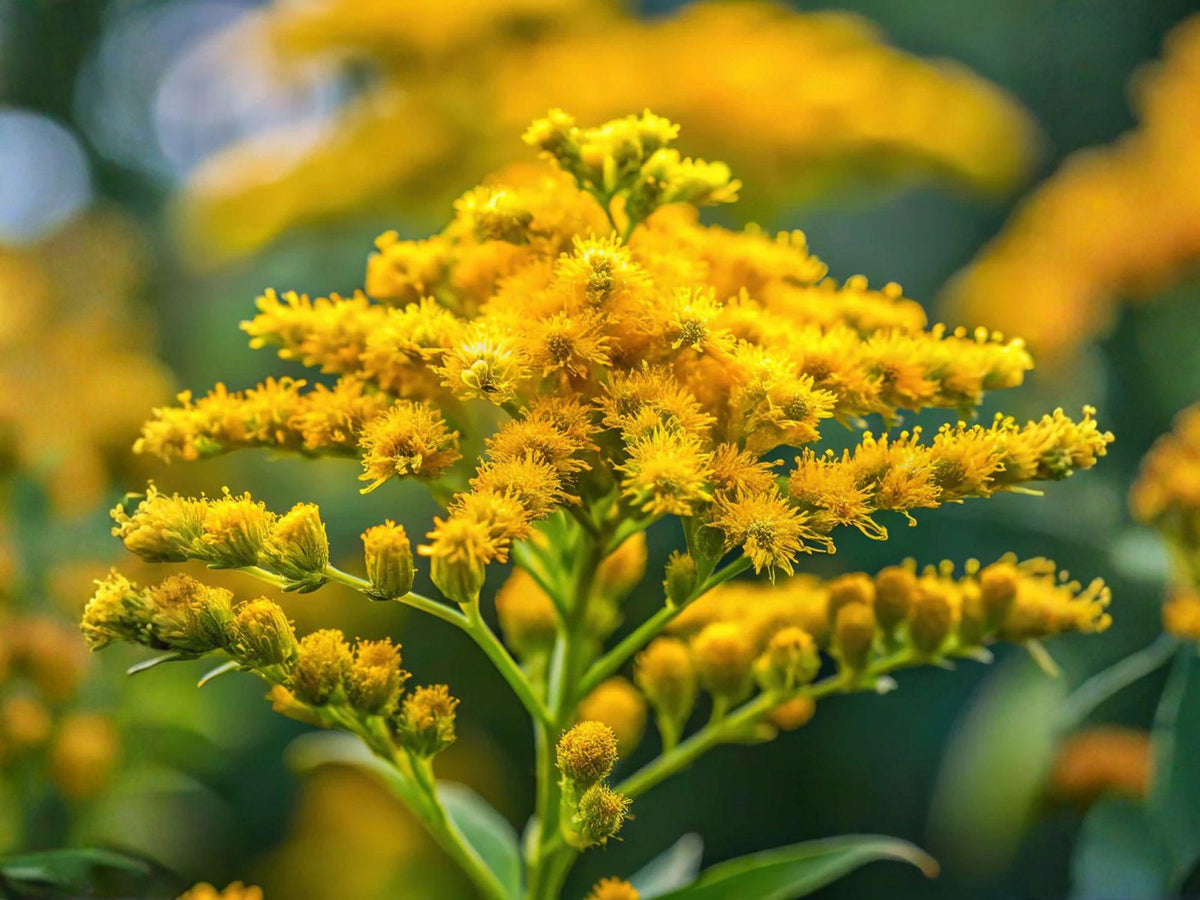 Old Field Goldenrod Seeds – 100 Native Wildflower Seeds, Solidago nemoralis, Drought Tolerant, Pollinator Attracting, Late-Season Color