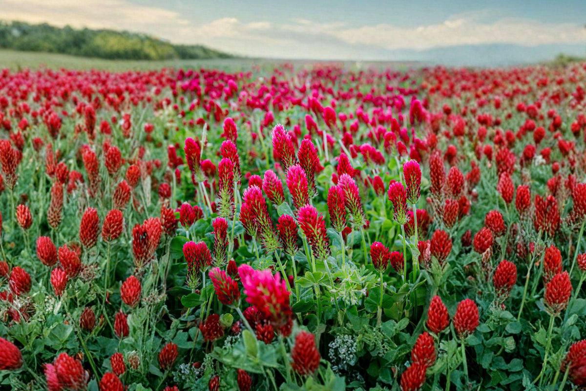 Crimson Clover Seeds – Heirloom Red Flowering Cover Crop for Gardens, Pollinator Habitat, Soil Enrichment – Trifolium incarnatum