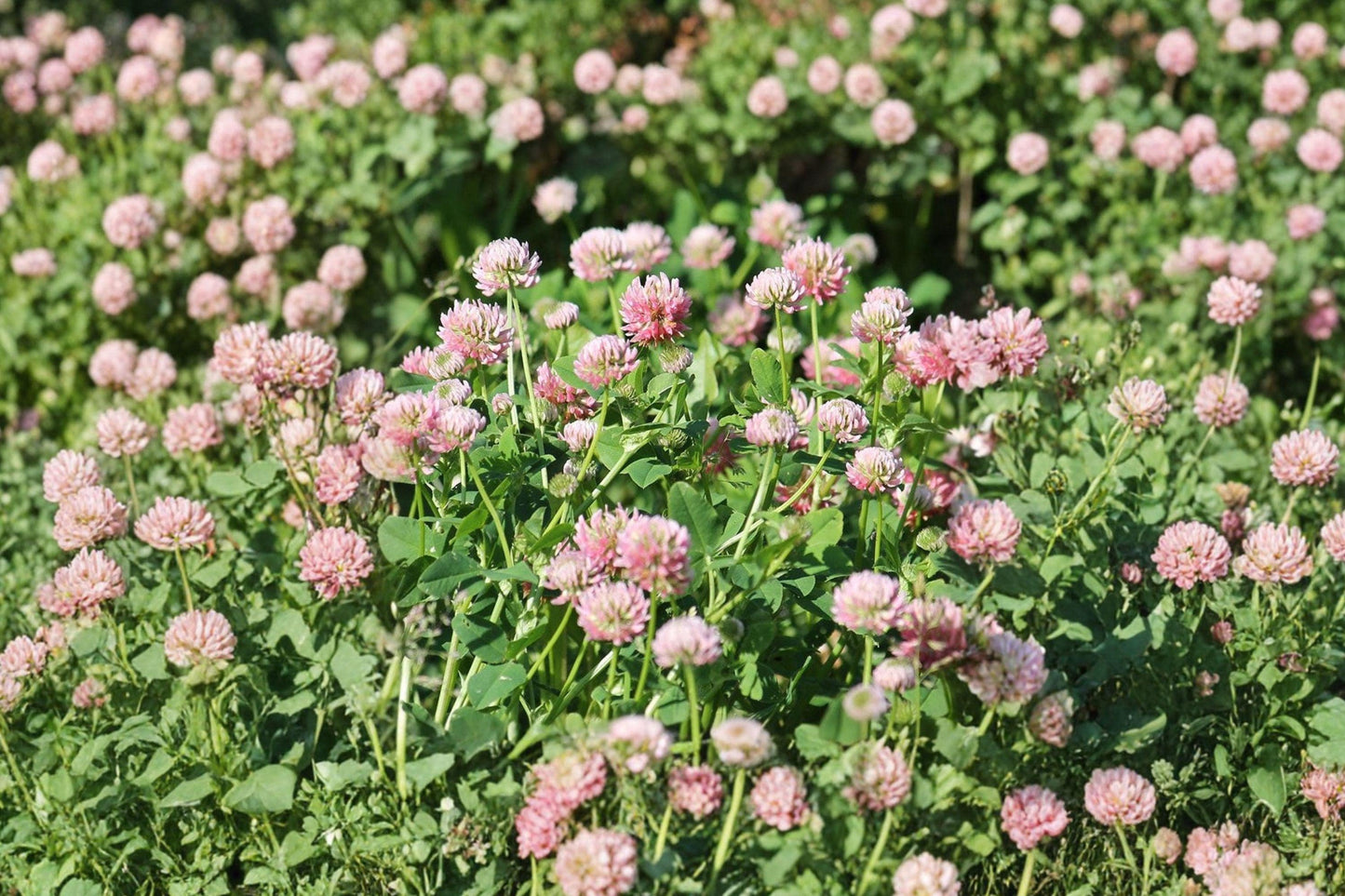 Alsike Clover Seeds 100 Pack | Pink White Blooms, Nitrogen Fixing, Pollinator Friendly | Trifolium hybridum