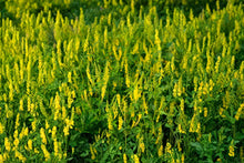 Yellow Blossom Sweet Clover Seeds – Nitrogen Fixing Cover Crop, Pollinator Friendly, Melilotus officinalis