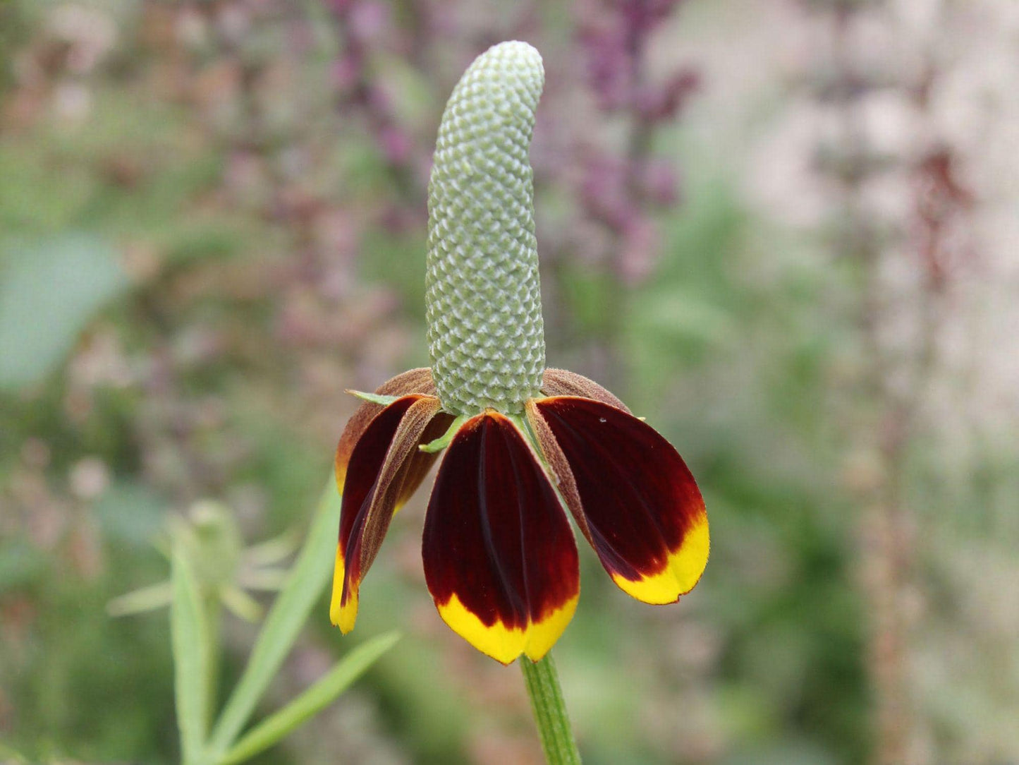Mexican Hat Wildflower Seeds – Heirloom Non-GMO Ratibida columnifera pulchra for Prairie Garden, Pollinator, Flower Bed Planting