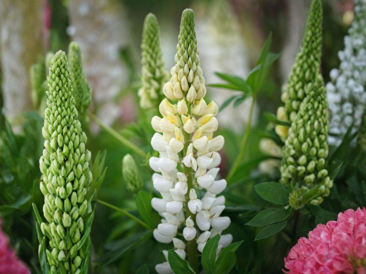 Russell White Lupine Seeds | Heirloom Non-GMO Flower Seeds for Cottage Gardens & Pollinator Gardens – Lupinus polyphyllus